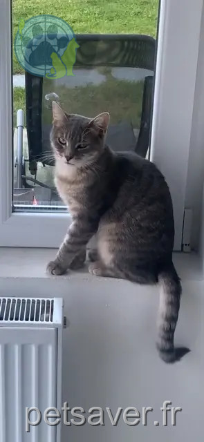 kater vermist 59440 Avesnes-sur-Helpe Lemon kater lost 59440 Avesnes-sur-Helpe Lemon