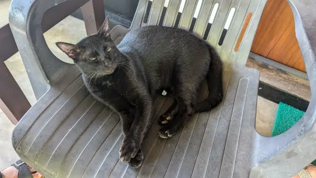 chat lost   59250 Halluin Leo