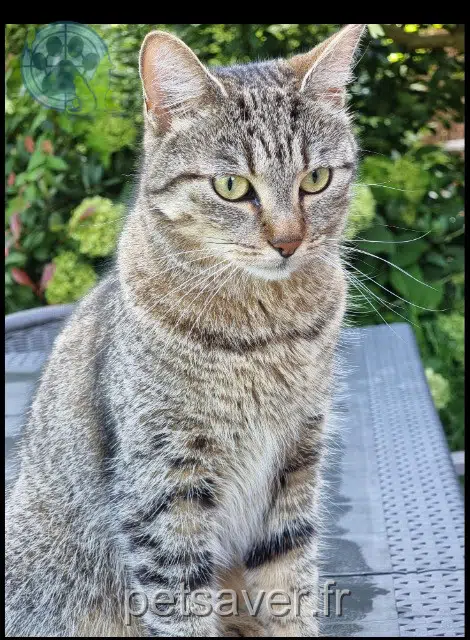 Chat Perdu 59 Nord