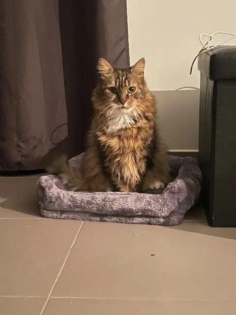 chat lost   59150 Wattrelos Lili