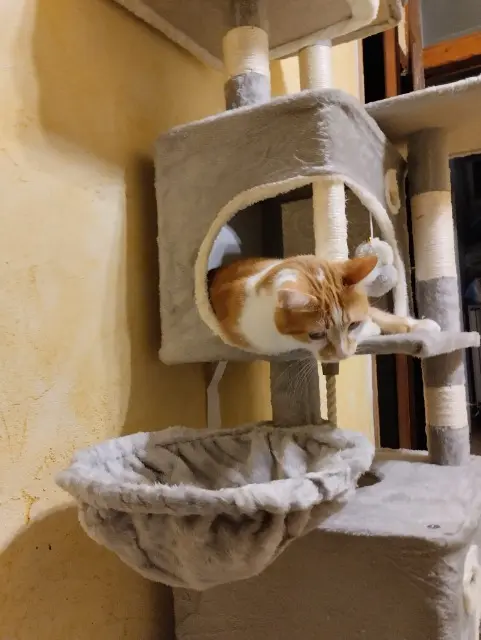 chat lost    Lille Badaboum