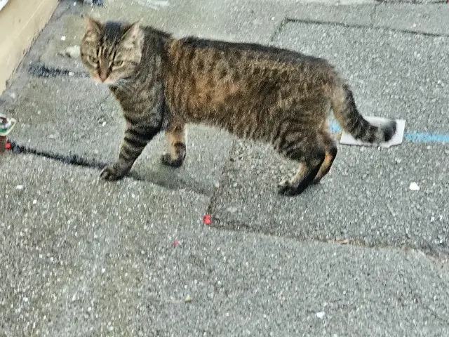 chat lost    Lille Bill