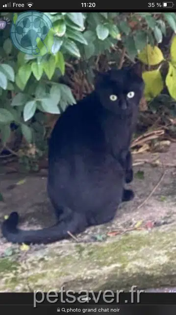 cat lost    Lille Chachou