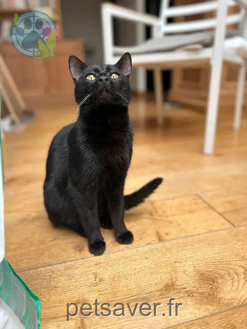 cat lost Lille Charlie cat lost Lille Charlie