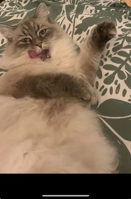 kater vermist Lille Elagon kater lost Lille Elagon