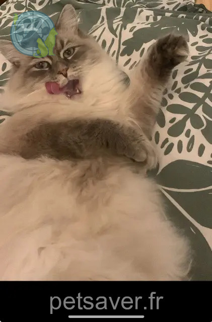 gatto perso Lille Elagon gatto lost Lille Elagon