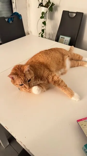 chat lost    Lille Feedzi