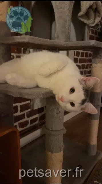 chat lost    Lille Georges