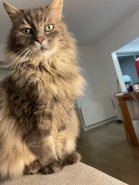 chat lost    Lille Haribo