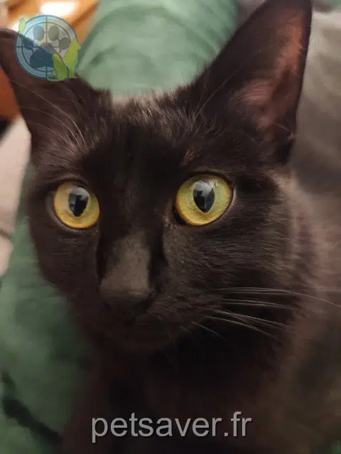 gato perdido Lille Jiji gato lost Lille Jiji