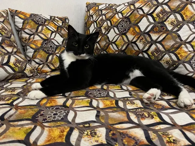 chat lost    Lille Marcel