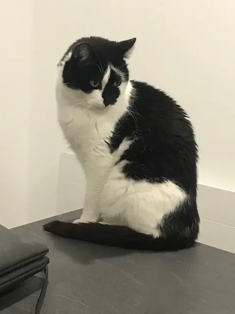 chat lost    Lille Mimile