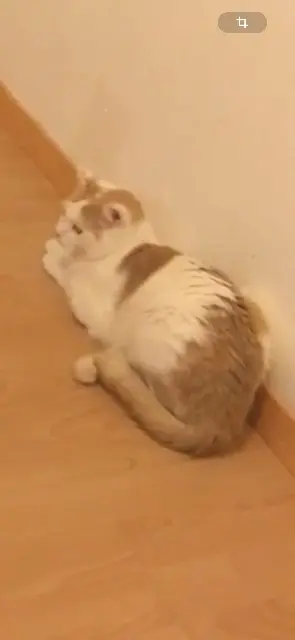 chat perdu Lille Monsieur chat lost Lille Monsieur