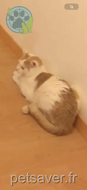 gato perdido Lille Monsieur gato lost Lille Monsieur