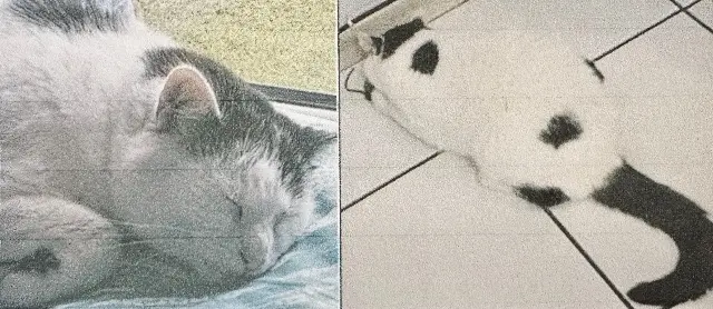 chat lost    Lille Newt