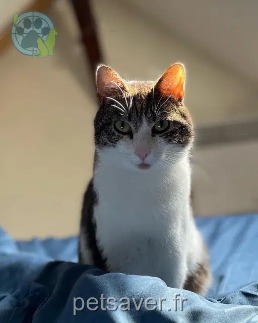 chat lost Lille Onyx