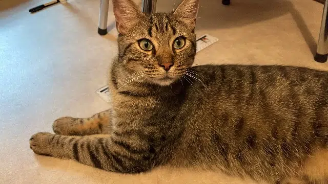 chat lost    Lille Pancake