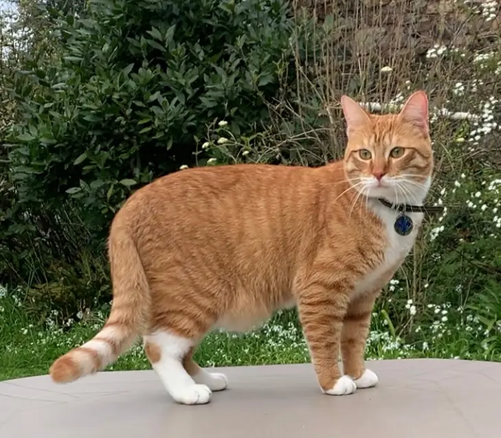 Chat Perdu 59 Nord Lille - Perceval Chat Perdu 59 Nord Lille - Perceval