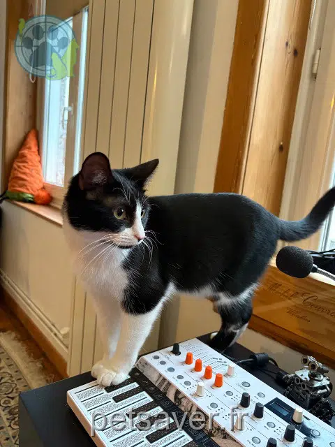 chat lost    Lille Petitpied