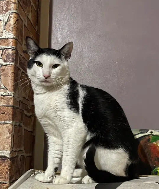 chat lost    Lille Plumo