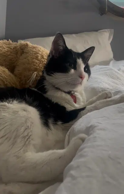 chat lost    Lille Puss