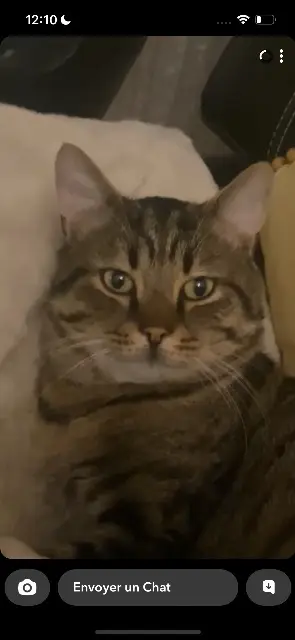chat lost    Lille Safir