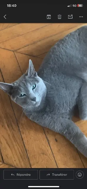 chat lost    Lille Tabasco