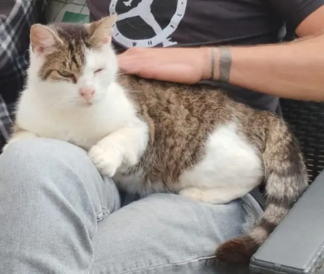 gato perdido Lille Tigrou gato lost Lille Tigrou