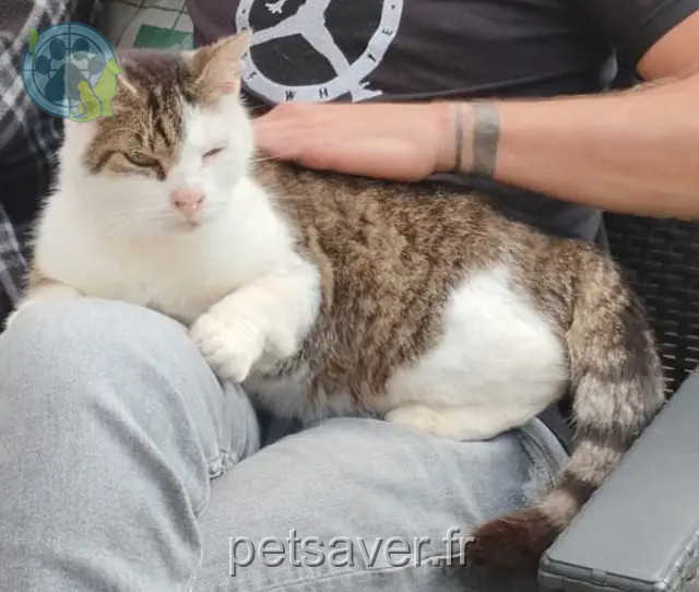 cat lost Lille Tigrou cat lost Lille Tigrou