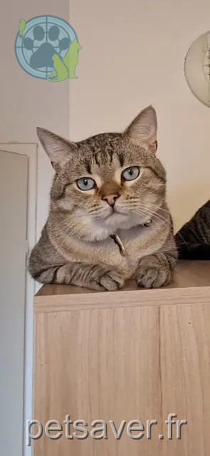 kater vermist Lille Vava kater lost Lille Vava