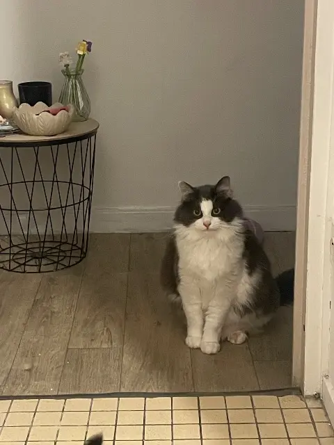 chat lost    Lille Wyatt