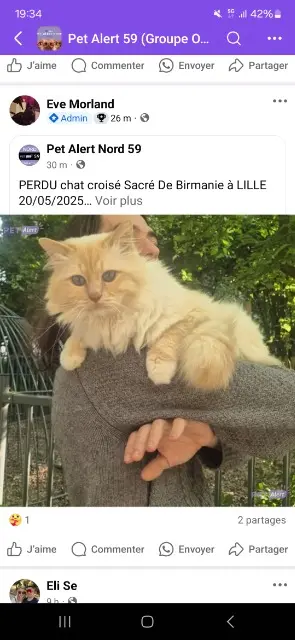 chat lost    Lille Yang/Saturne