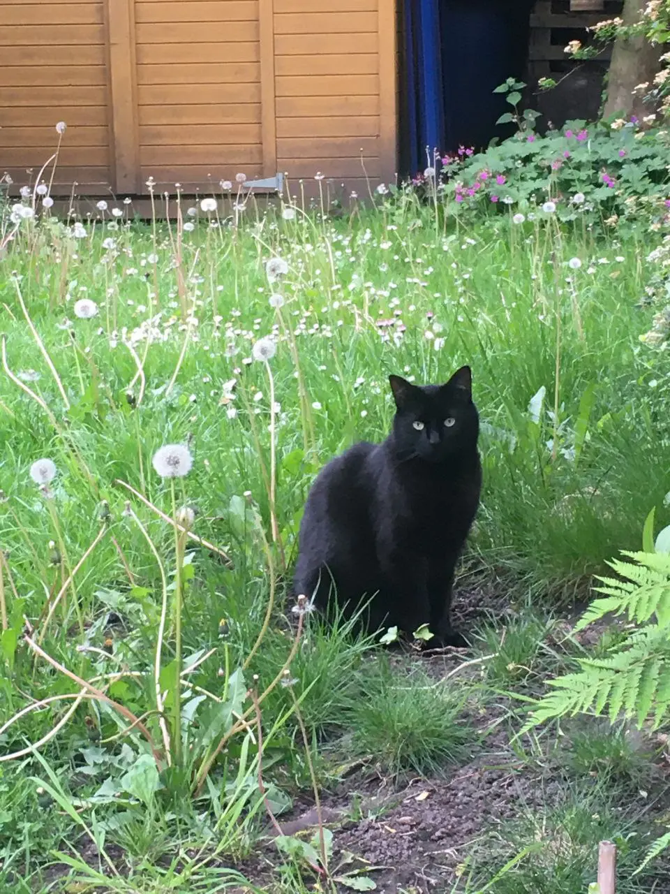 Chat Perdu 59 Nord Lille - Éros Chat Perdu 59 Nord Lille - Éros