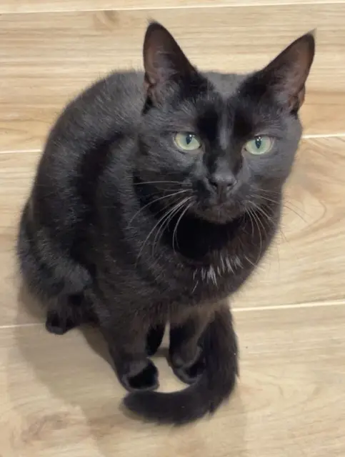 chat lost   59295 Paillencourt Loki