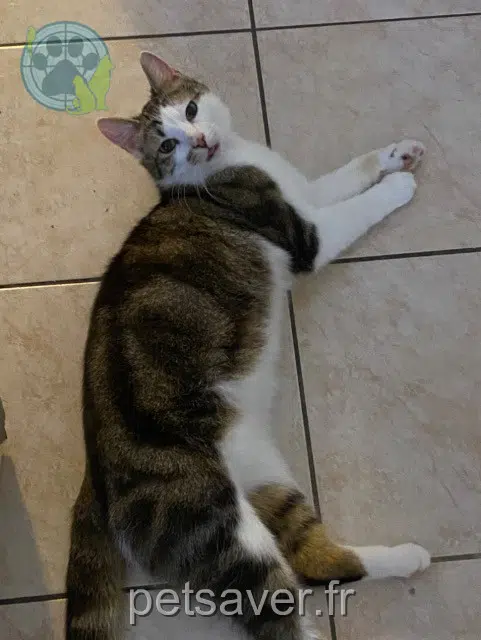 chat lost   59320 Sequedin Loki