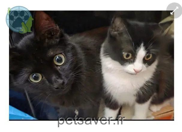 gatto perso 59200 Tourcoing Louisetlola gatto lost 59200 Tourcoing Louisetlola