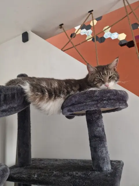 chat lost   59154 Crespin Loulou