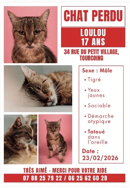 chat lost   59200 Tourcoing Loulou