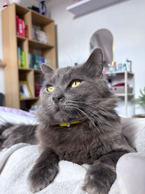 chat lost   59100 Roubaix Loulou