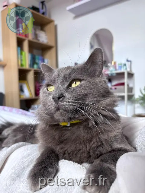 chat perdu 59100 Roubaix Loulou chat lost 59100 Roubaix Loulou