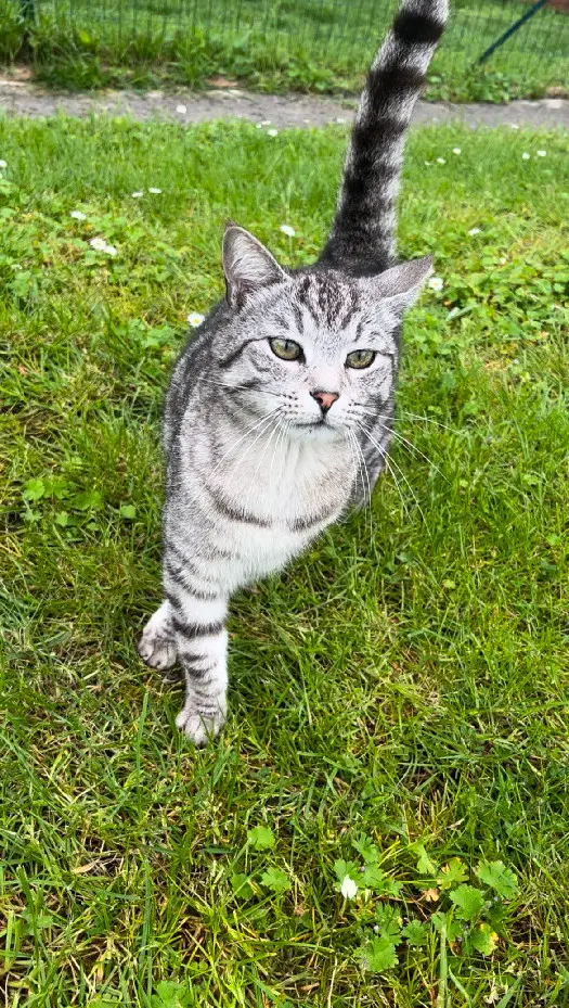 Chat Perdu 59 Nord - Luffy Chat Perdu 59 Nord - Luffy