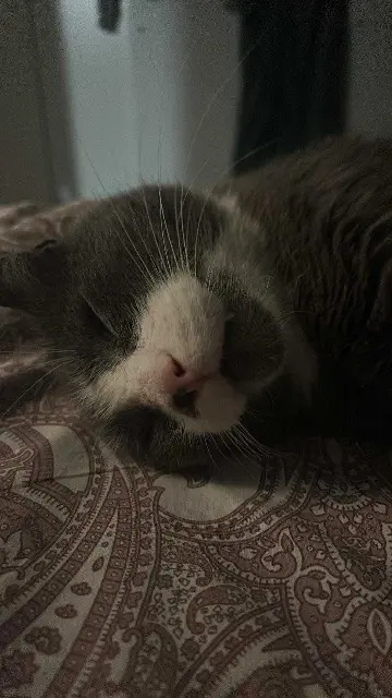 chat lost   59710 Avelin Lyli