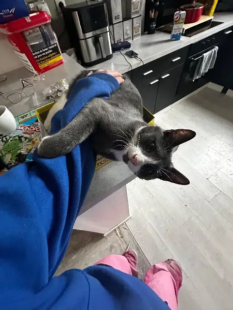 chat lost   59250 Halluin Mamour