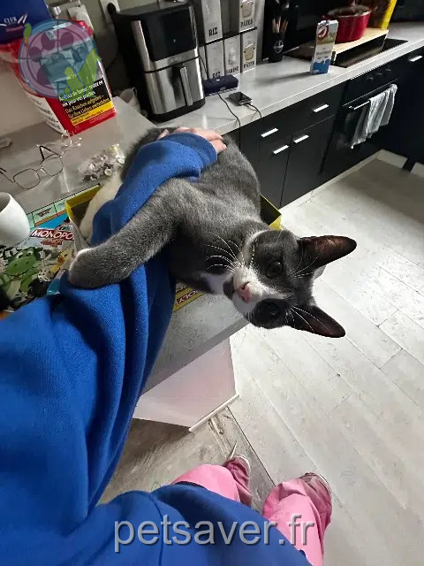 gato perdido 59250 Halluin Mamour gato lost 59250 Halluin Mamour