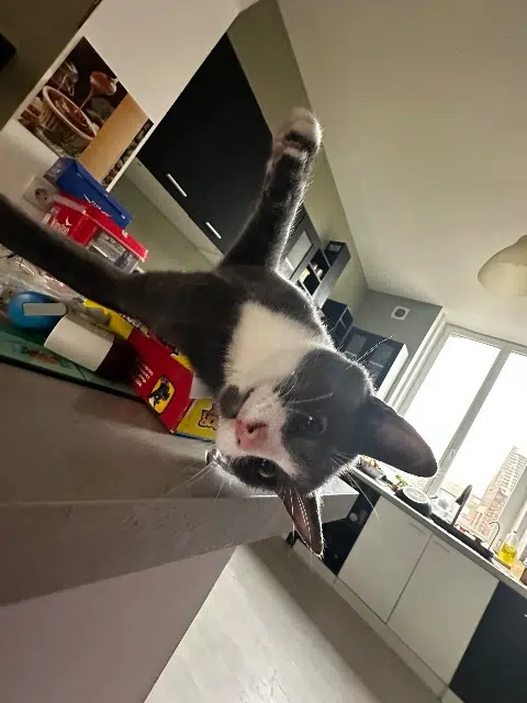 chat lost   59250 Halluin Mamour