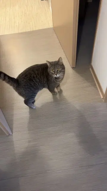 chat lost   59200 Tourcoing Manouche