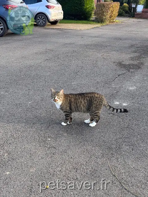 cat lost 59660 Merville Mario cat lost 59660 Merville Mario