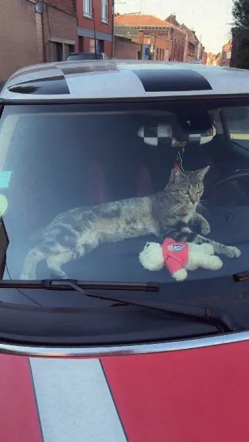 chat lost   59200 Tourcoing Marley