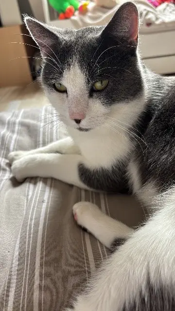 chat lost   59540 Caudry Massoud