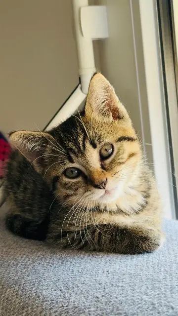 chat lost   59184 Sainghin-en-Weppes Matiu